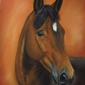 Portret konia, pastele suche na pastelmat, A4