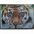 Tygrys. Оłówki akwarelowe. 210 x 297mm. 2015