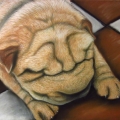 Shar pei, A3, pastelmat