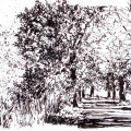 aleja drzew,tusz, format A4