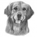 Rysunek ołówkiem - Golden Retriever